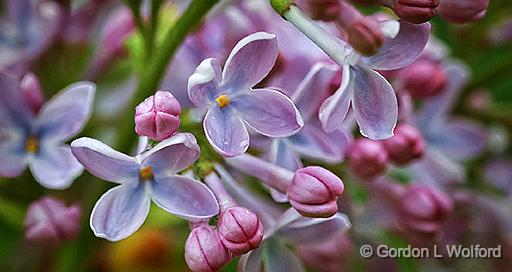 Lilac Closeup_P1110958.jpg - Photographed at Smiths Falls, Ontario, Canada.